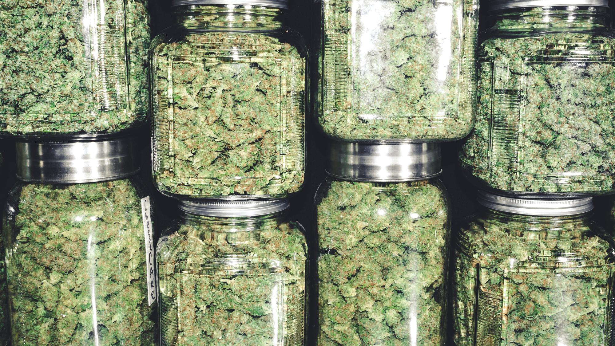 Cannabis Strains – What is Trending?